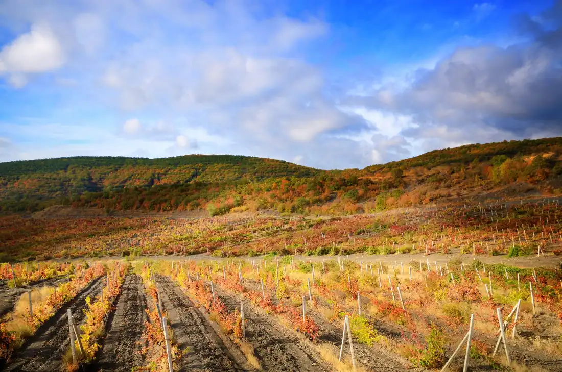 Vineyard on rolling hills in autumn colors