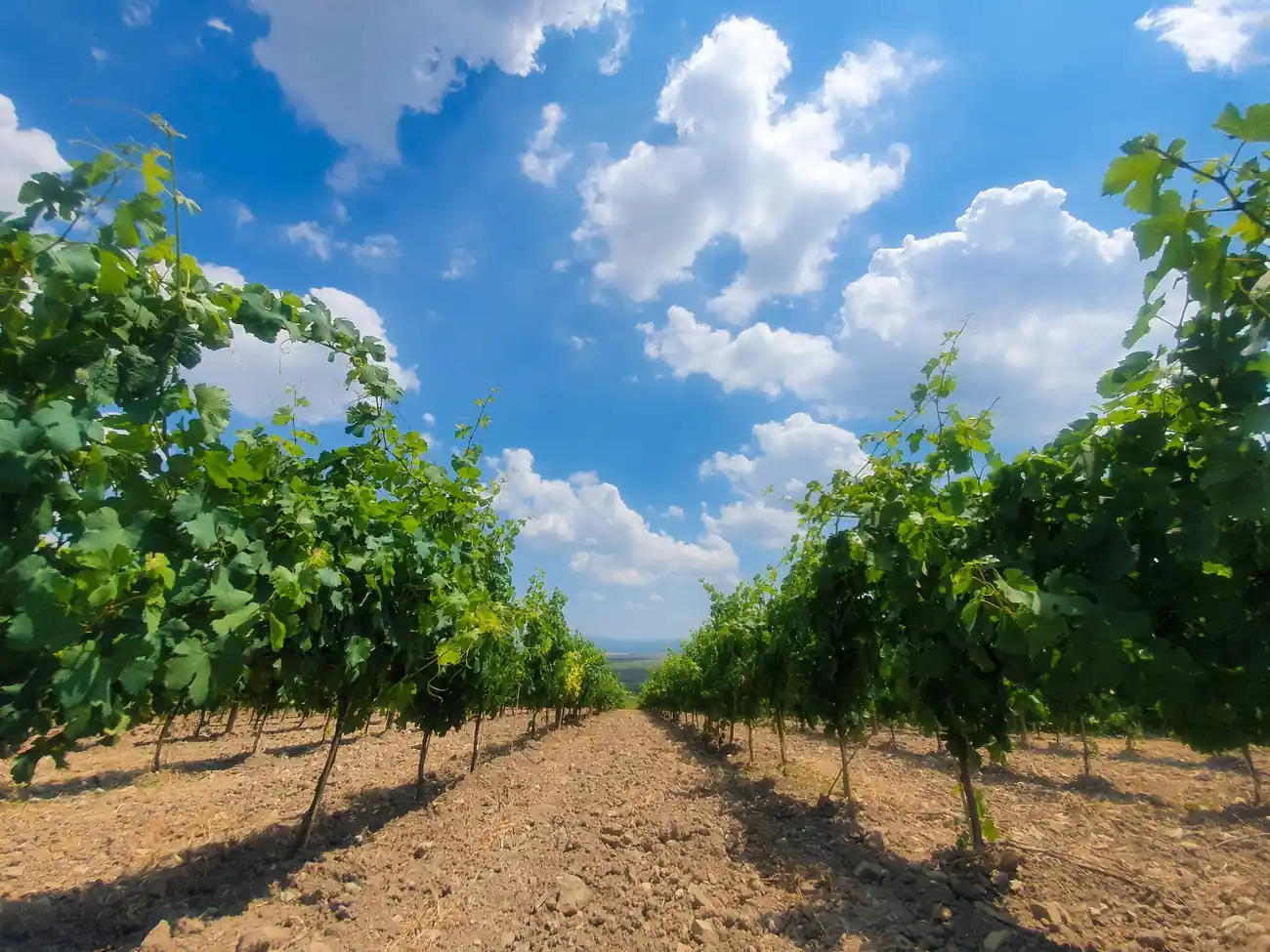 Rows of young grapevines in a flat vineyard under a blue sky